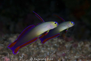 Purple Dartfish by Jagwang Koo 